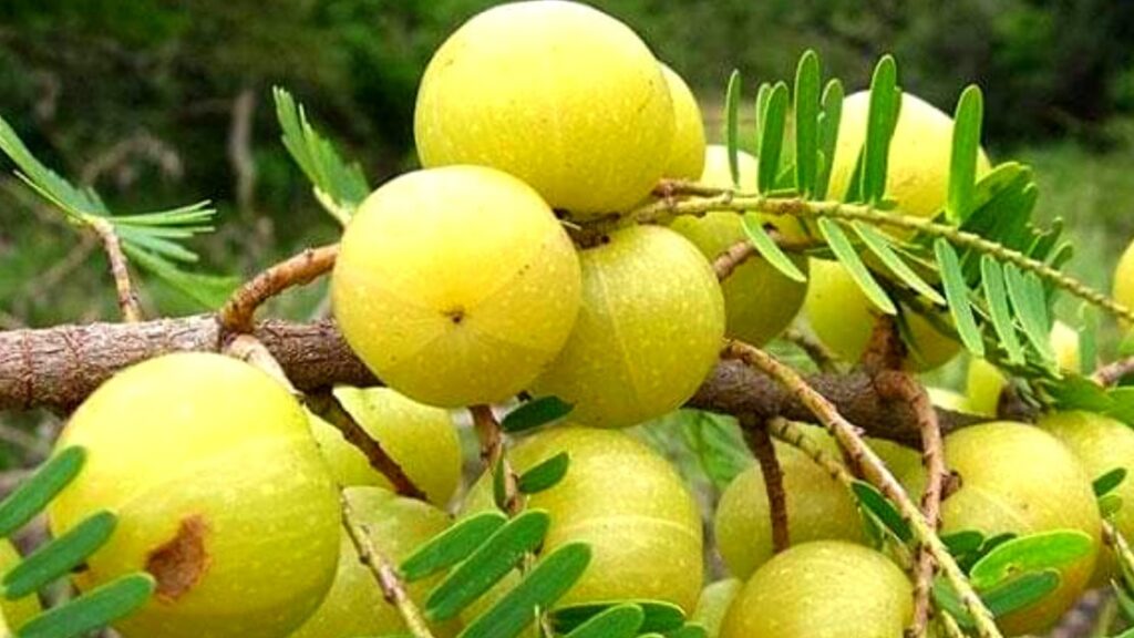 Amla Fruits