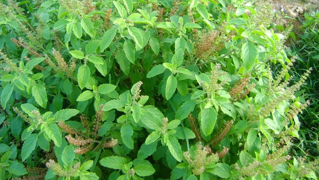 Tulsi